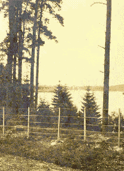  fence and evergreen tree by a lake